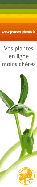 jeune plant en ligne