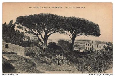 AXHP1 0057 20   Corse   Environs de BASTIA   Les pins de montepiano