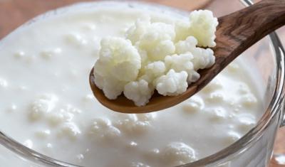 15 g Grains de Kefir de lait (origine Mongolie)