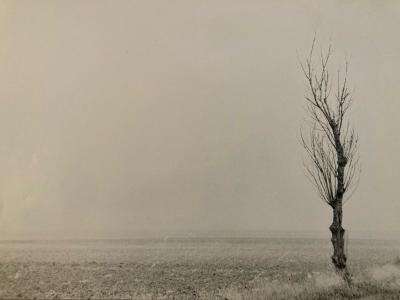 Grande Originale Photo Raymond Gilbert Barbe Paysage Arbre Photographie  1990