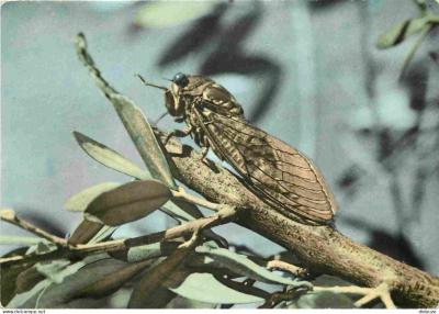 Carte Postale   Animaux   Insectes   Cigale   Mention Photographie V�ritable   C