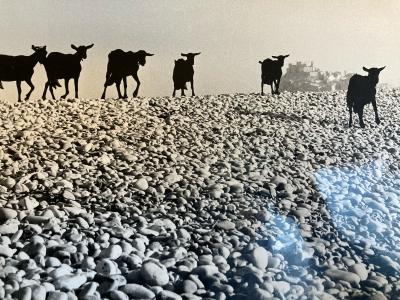 Grande Photo Argentique Louis Renoult Ch�vre Animal Animaux Photographie 1970