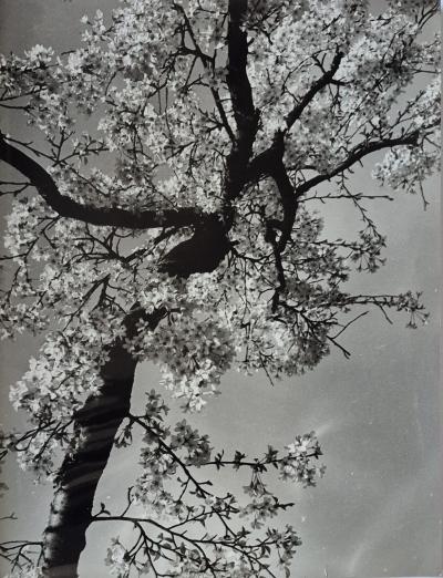 Pierre Auradon photo photographie arbre fleurs nature