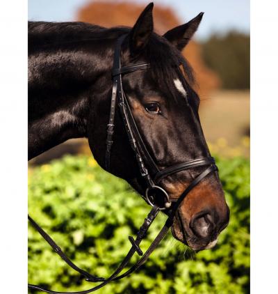 bride Standard, bride d'�quitation, noire, cuir, m�tal, poney Full, cheval, r...