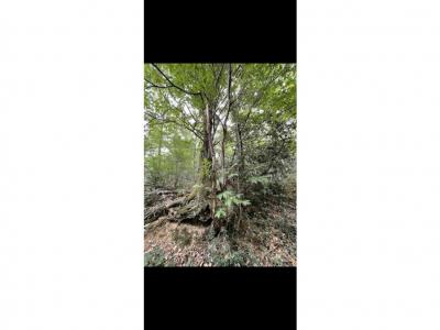 Terrain+bonnefont+18486+m%26sup2%3B+0+pi%26egrave%3Bces