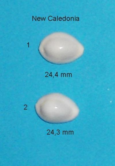 Annulus  White      Ile des pins    New Caledonia    24,3 mm  N�2