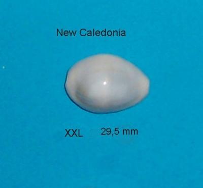 Moneta White      Ile des pins    New Caledonia    29,5 mm    XXL