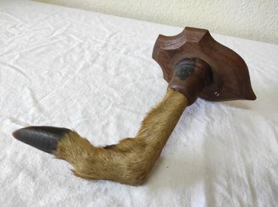 Taxidermie ancien Troph�e de chasse, patte de chevreuil
