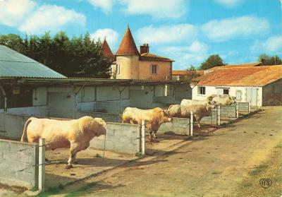 85 LA MOTHE ACHARD LE PIN MACE