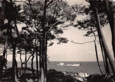 17 ILE D OLERON FORET DE PINS EN BORDURE DE LA MER