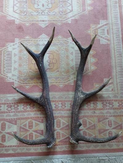 BELLE PAIRE BOIS CERF 64CM