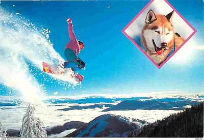 Carte Postale   Animaux   Chiens   Husky   Snowboard   Multivues   Hiver   Neige