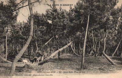 CPA 33   SOULAC SUR MER (Gironde)   65. Sous Bois   Pins tordus