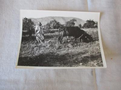 ANCIENNE PHOTOGRAPHIE PROBABLEMENT AFRIQUE DU NORD PAYSAN AU LABOUR