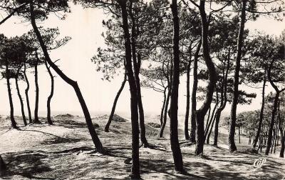 85 SAINT JEAN DE MONTS LES PINS