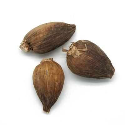 Cardamome noire d'�thiopie
