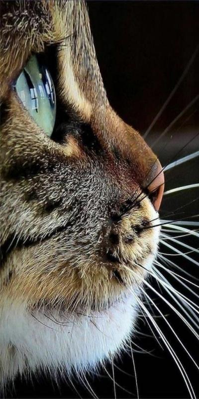 toile tableau  chat   50x70 cm  d�coration maison vintage