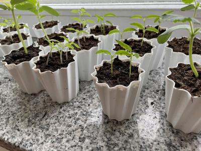 Petit Pot de Fleurs Rainur� Cache Pot Succulente Rebord Fen�tre