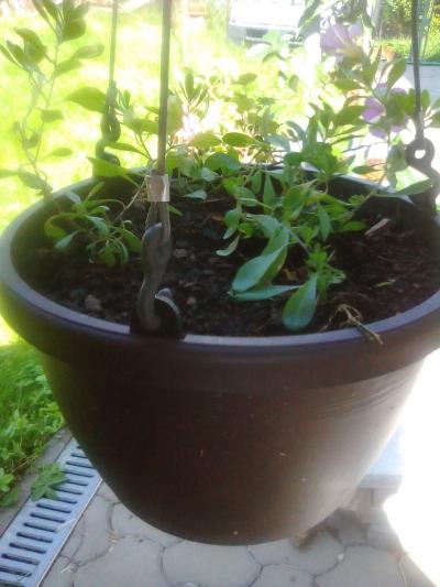 Crochet Suspension Pot de Fleurs Anneau Accroche Plante Plafond