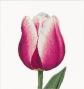 Thea Gouverneur 517A Red White Triumph Tulip A�da Point De Croix Compt�