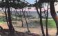 85 SAINT JEAN DE MONTS PLAGE DES DEMOISELLES LA MER A TRAVERS LES PINS