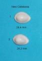 Annulus  White      Ile des pins    New Caledonia    24,4 mm  N�1
