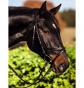 bride Standard, bride d'�quitation, noire, cuir, m�tal, poney Full, cheval, r...