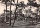17 ILE D OLERON FORET DE PINS