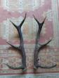 BELLE PAIRE BOIS CERF 64CM