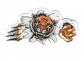 AUTOCOLLANT   TIGRE : DESSIN HUMOUR COMICS CARTOON FUN - STICKERS