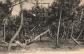 CPA 33   SOULAC SUR MER (Gironde)   65. Sous Bois   Pins tordus