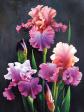 Kit de broderie au point de croix estampill�, motif imprim� de belles fleurs ...
