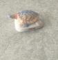 FEVE  TORTUE (2323)