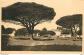 Carte Postale Ancienne   83   Saint Tropez   Pins Maritimes   CPA   Voir Scans R