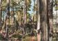 40 HOSSEGOR UN PIN GERME DANS LA FORET