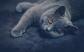 Plaque m�tal   animal chat   30 X 20 CM d�coration murale