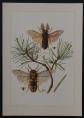 Planche insecte Lophyre du pin 19x27cm  insect Insekt insetto 26